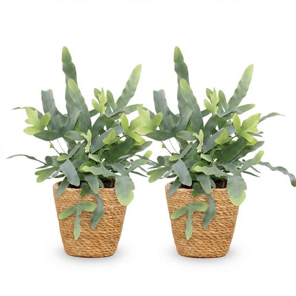 Phlebodium aureum Blue Star 2er Set Zimmerpflanzen inkl. Naturkorb