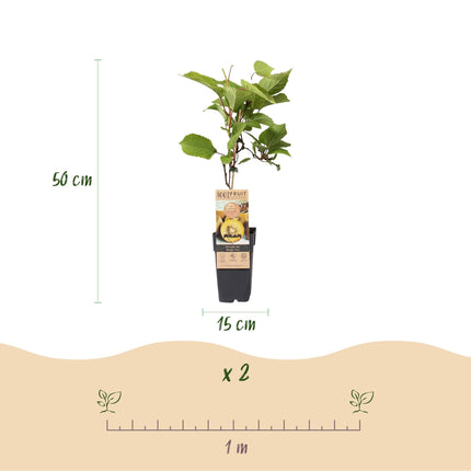 Actinidia deliciosa Golden Kiwi – 2 Obstpflanzen – Süße gelbe Früchte – Ø15cm Höhe 50cm – Einfach zu pflegen & vitaminreich