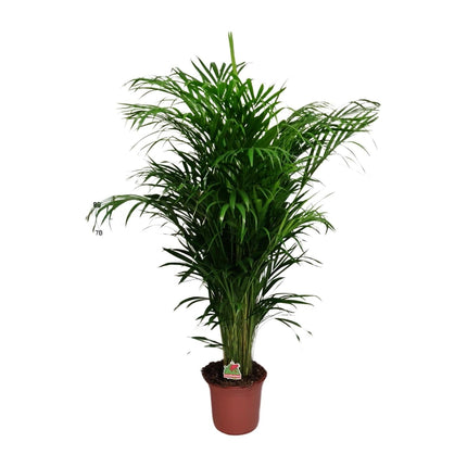 Areca-Palme – Dypsis Lutescens – Zimmerpflanze - 125 cm – Ø24 cm – Tropische Grünpflanze für Wohnzimmer, Büro & Flur – Luftreinigend & pflegeleicht
