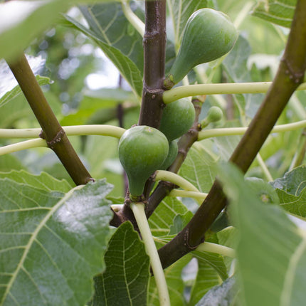 Echte Feige - Ficus Gustissimo Perretta – Ø13cm – ↨45cm – Elegante Pflanze mit dunkelgrünem Laub