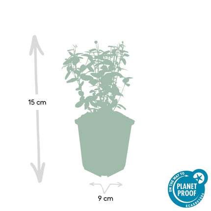 Immergrüne Kriechspindel – Euonymus fortunei radicans – ↑10-25cm – Ø9cm – 60 Pflanzen – Bodendecker, winterhart & pflegeleicht – Schattengarten & Kletterpflanze