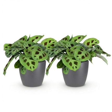 Maranta Fascinator Kerchoveana Zebrapflanze – 2er Set Zimmerpflanzen im grauen Topf Ø12cm Höhe25cm – Haustierfreundliche Grünpflanze – Pflegeleicht