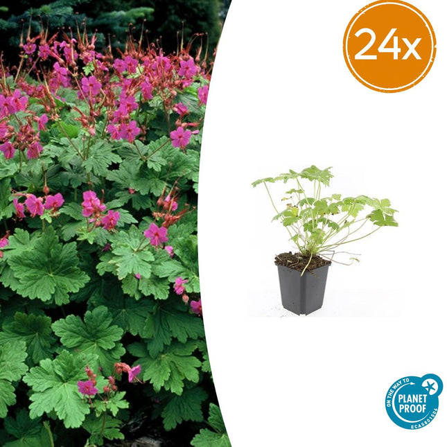Storchschnabel Geranium macrorrhizum 'Czakor' – 24 Pflanzen – ↕10-25 cm – Ø9 cm – Winterharter Bodendecker – Tiefrosa Blüten – Pflegeleicht & Schattentauglich