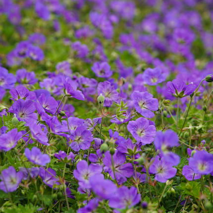 Geranium Azure Rush – 12 Pflanzen – Ø9cm – Höhe 10-25cm – Winterharte Staude – Hellblaue Blüten – Bodendecker für Beet, Steingarten & Kübel