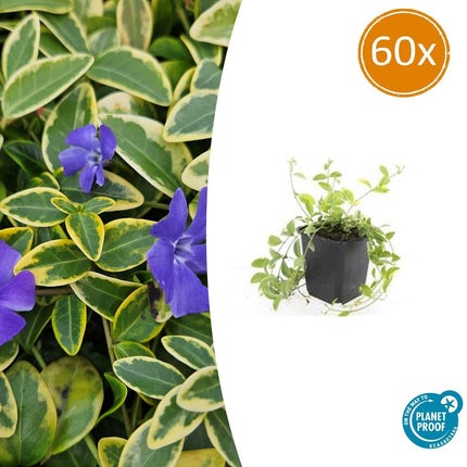 Kleinblättriges Immergrün Vinca minor 'Aureovariegata' – ↕10-25cm – Ø9cm – 60 Pflanzen – Goldrand-Laub – Violette Blüten – Wintergrüner Bodendecker