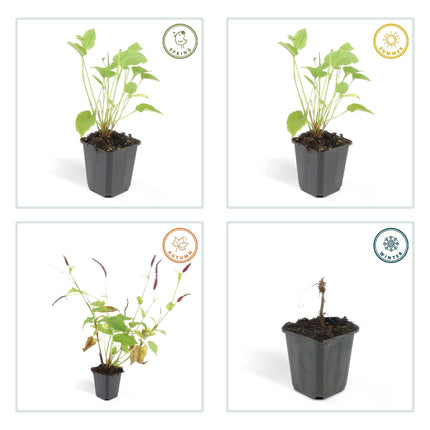Kerzenknöterich Persicaria amplexicaulis – ↕10-25cm – Ø9cm – 60 Pflanzen – Rote Blüten – Sommerblüher – Pflegeleicht – Sonnig bis Halbschatten