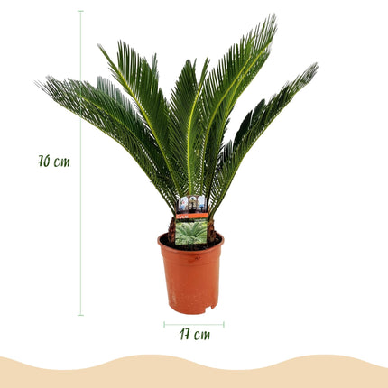 Cycas Revoluta – Palmfarn – 70cm – 17cm – Pflegeleichte Zimmerpflanze mit fiederförmigen Blättern – Robuste Sago – Palme für elegante Innenräume