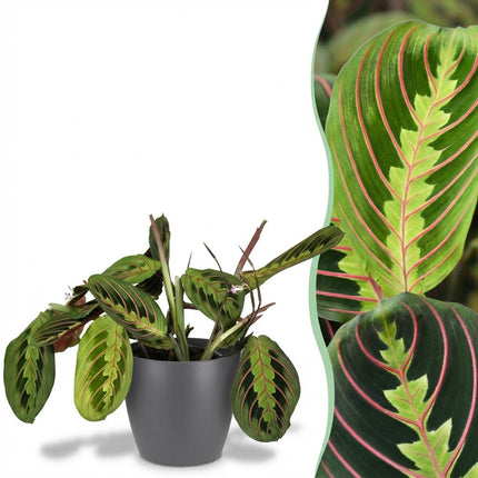 Maranta Fascinator Tricolour Gebetsblatt Pflanze mit grauem Topf Ø12cm Höhe 25cm Haustierfreundliche pflegeleichte Grünpflanze für Zimmer & Büro