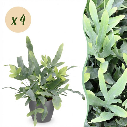 Phlebodium aureum Blue Star 4er Set Pflanzen Mit Grauem Topf Ø12cm Höhe ca.25cm Blauer Farn Haustierfreundlich Pflegeleicht Für Zimmer Büro &