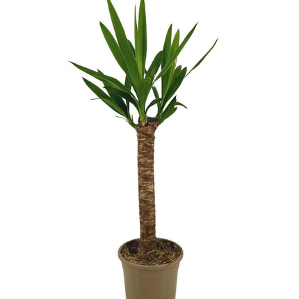 Riesen-Palmlilie Yucca Elephantipes Zimmerpflanze Ø17cm – ↑60-80cm – Robuste Yucca mit tropischem Look – Wenig Wasserbedarf – Für Wohnräume & Büros