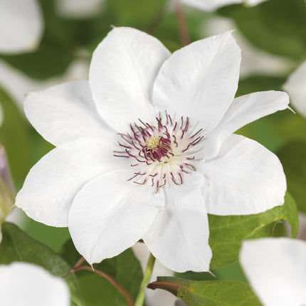 Kletterpflanze Clematis Miss Bateman – Rosa-Weiße Blüten – Wenig Pflege – 2 Pflanzen – 11 cm Höhe 40 cm – Für Garten, Terrasse & Pergolen