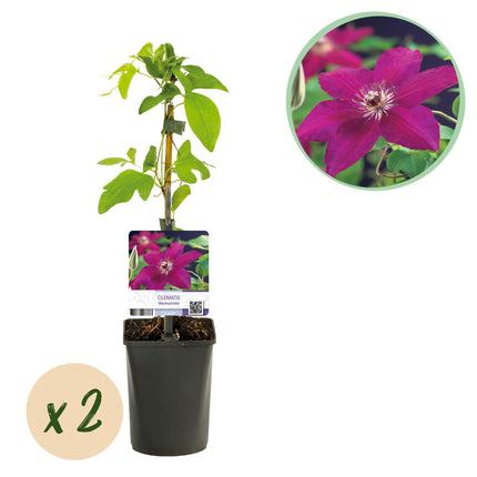 Kletterpflanze Clematis Westerplatte – Tiefviolette Blüten mit weißem Rand – 2 Pflanzen – 11 cm x H40 cm – Pflegeleicht & Robust – Ideal für Garten, Balkon & Pergolen