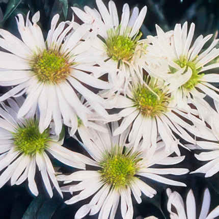 Wildaster Aster ageratoides 'Ashvi' – ↕10-25cm – Ø9cm – 6 Pflanzen – Weiße Herbstblüte – Pflegeleicht – Sonne
