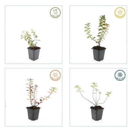 Hypericum dummeri 'Peter Dummer' – 48 Pflanzen – ↕10-25cm – Ø9cm – Winterharter Bodendecker & Beeteinfassung – Gelbe Blüten – Pflegeleicht & trockenheitstolerant