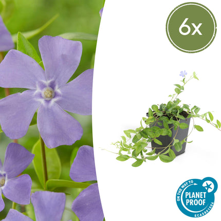 Kleines Garten – Immergrün Vinca minor 'La Grave' – ↕10-25cm – Ø9cm – 6 Pflanzen – Violette Blüten – Immergrüner Bodendecker