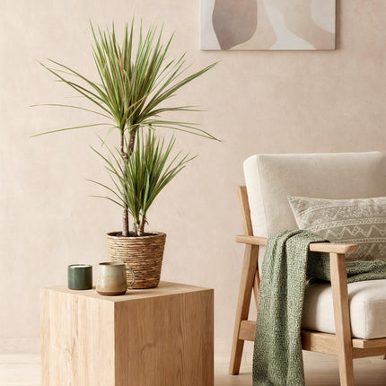 Dracaena Sunray – Zwei pflegeleichte Drachenbäume im dekorativen Korb – 17cm – Höhe 70-75cm – Grün – Gelbe Zimmerpflanzen für Innenräume