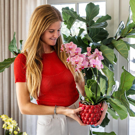 Phalaenopsis Orchidee „Jewel Pirate Picotee“ – Orange-Rosa – Ø12cm – Blühfreudige Zimmerpflanze mit Farbverlauf – Pflegeleicht – Für helle Standorte – Direkt aus der Gärtnerei