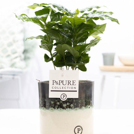 Coffea Arabica in Keramiktopf – Ø12cm ↕20cm – Edle Kaffeepflanze mit glänzendem, dunkelgrünem Laub – Tropische Zimmerpflanze im modernen Keramiktopf