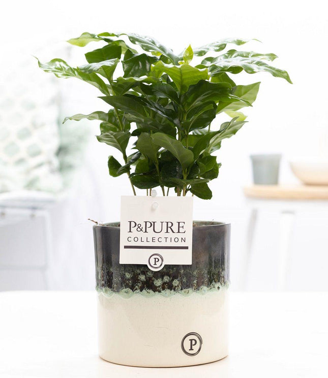 Coffea Arabica in Keramiktopf – Ø12cm ↕20cm – Edle Kaffeepflanze mit glänzendem, dunkelgrünem Laub – Tropische Zimmerpflanze im modernen Keramiktopf