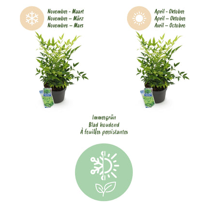 Heiliger Bambus Nandina Lemon & Lime – 17cm Höhe ca.45cm – Immergrün & farbintensiv – Gelbgrünes Laub – Pflegeleichter dekorativer Zierstrauch