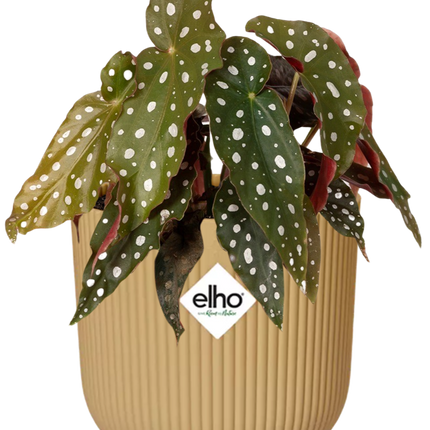 Forellenbegonie – Begonia Maculata Zimmerpflanze im Topf Vibes Fold 14cm Gelb – Exotische Blattpflanze mit dekorativen Punkten