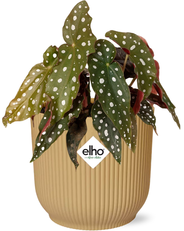 Forellenbegonie – Begonia Maculata Zimmerpflanze im Topf Vibes Fold 14cm Gelb – Exotische Blattpflanze mit dekorativen Punkten