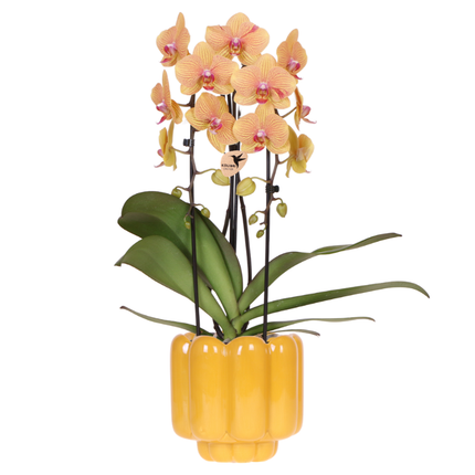Orchidee gelb/rosa Sunny Bunny im Retro Übertopf ocker Ø12cm – blühende Zimmerpflanze frisch vom Züchter – warmer 70er-Look Ziertopf