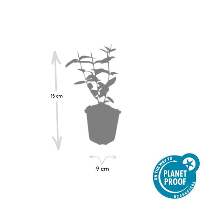 Johanniskraut Hypericum inodorum – 24 Pflanzen – ↕10-25 cm – Ø9 cm – Leuchtend gelbe Blüten – Pflegeleichter Strauch – Bienenfreundlich & robust