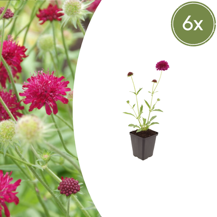 Knautia macedonica – 6 Pflanzen – Ø9cm – Höhe 10-25cm – Winterharte Staude – Tiefrote Blütendolden – Bienen