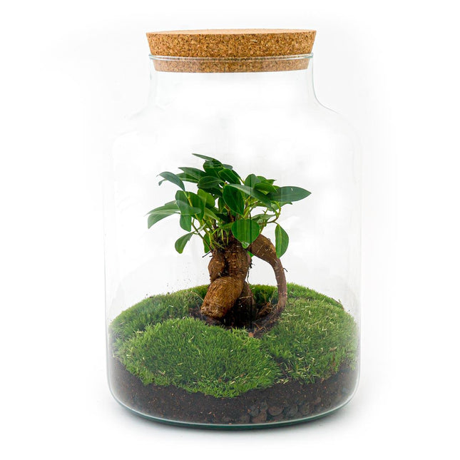 Flaschengarten DIY Bausatz Terrarium Milky Bonsai – Ø21cm – ↕30cm – Do – It – Yourself Flaschengarten Set mit Ficus Ginseng Bonsai