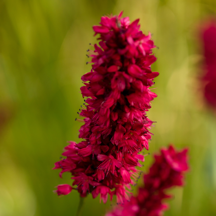 Persicaria amplexicaulis Blackfield – 6 Pflanzen – Ø9cm – Höhe 10-25cm – Winterharte Staude – Dunkelrote Blütenähren