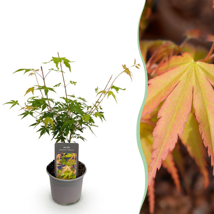 Ahorn Acer palmatum Katsura – 12cm – Höhe ca. 35cm – Frischgrüner Austrieb & goldene Herbstfärbung – Laubabwerfender pflegeleichter Zierstrauch