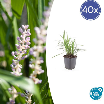 Glöckchentraube Liriope muscari 'Moneymaker' – ↕10-25cm – Ø9cm – 40 Pflanzen – Immergrüner Bodendecker, Violett blühend, Sonnig bis Schattig, Pflegeleicht