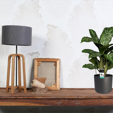 Aglaonema Greenlight – Kolbenfaden – Zimmerpflanze – Ø17cm – Höhe ca. 60cm – Pflegeleicht & luftreinigend – Für Wohnzimmer, Büro & Schlafzimmer