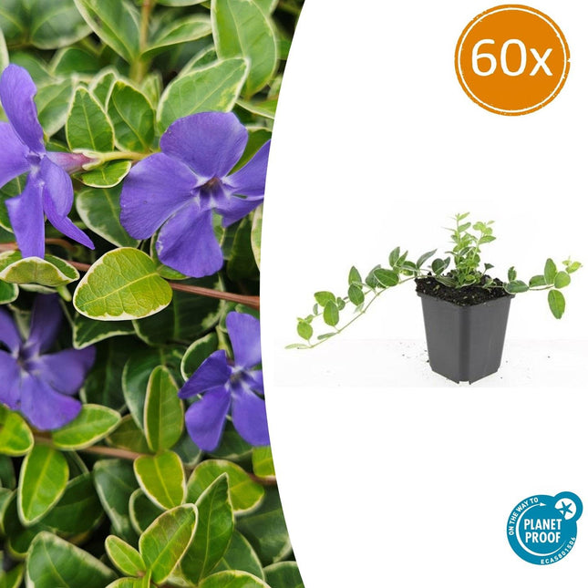 Kleinblättriges Immergrün Vinca minor 'Ralph Shugert' – Ø9cm – ↨10-25cm – 60 Pflanzen – Immergrüner Bodendecker mit lavendelfarbenen Blüten für Garten, Beet & Unterpflanzung