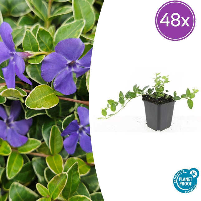 Vinca minor 'Argenteovariegata' – Immergrün – 48 Pflanzen – ↕10-25 cm – Ø9 cm – Wintergrüner Bodendecker mit silbrig-weißem Rand & violetten Blüten – Schattentauglich & Pflegeleicht
