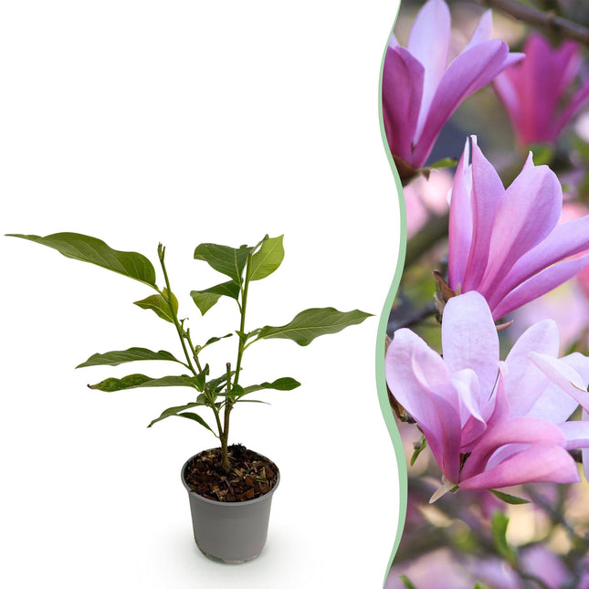 Magnolia Betty – 12cm – Höhe ca. 30cm – Rosa Blüte im Frühling – Laubabwerfender pflegeleichter Zierstrauch für Beet, Balkon & Terrasse
