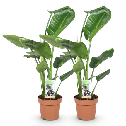 Strelitzia nicolai – Zwei pflegeleichte Paradiesvogelblumen – 17cm – Höhe 70-90cm – Tropische Grünpflanzen für Innenräume – Üppige Zimmerpflanzen