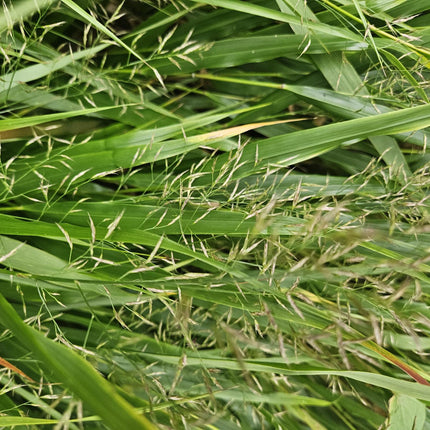 Japan-Zwergschilf – Hakonechloa macra – 20 Pflanzen – ↕10–25cm – Pflegeleicht & winterhart – Ziergras für Schatten & Halbschatten