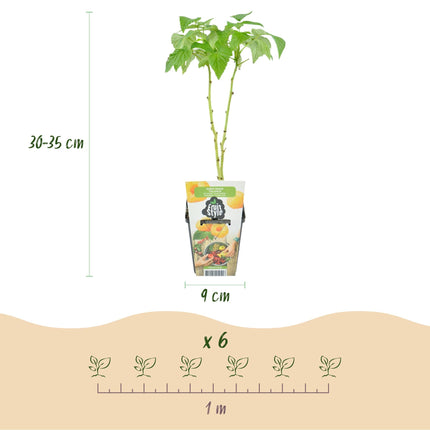 Obstpflanzen Set winterhart 6 Pflanzen Höhe 30cm Ø9cm – Rote Johannisbeere Gelbe Himbeere Schwarze Brombeere – Für Garten Beet Balkon & Terrasse
