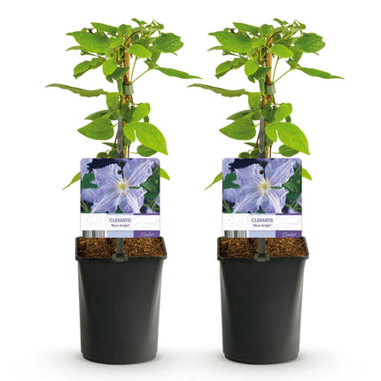Clematis 'Blue Angel' – 2er Set – Kletterpflanze mit hellblauen Blüten – Ø11 cm – Höhe ca. 40 cm – Pflegeleicht – Blüht Frühling bis Sommer – Für Spaliere & Pergolen