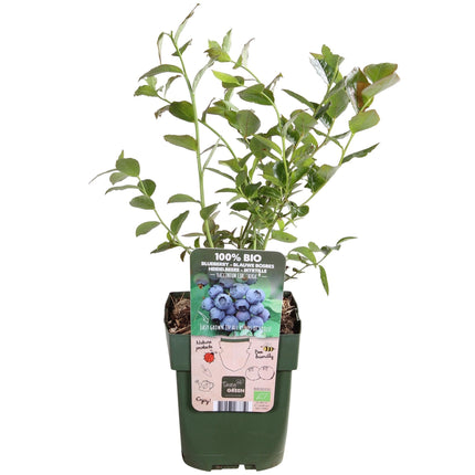 Vaccinium corymbosum 'Reka' – Blaubeere – Ø13cm – ↕45cm – Bio-Anbau – Ertragreiche Heidelbeere