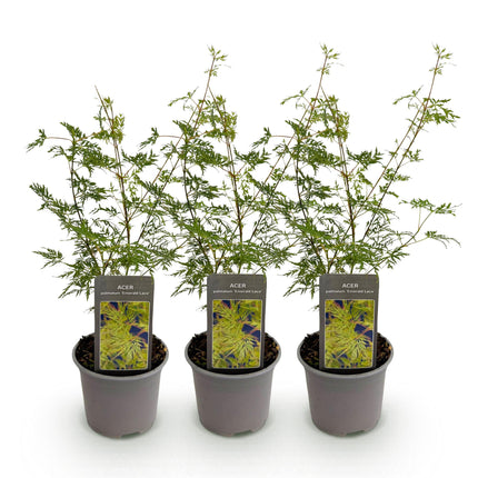 Acer palmatum Emerald Lace – 3 Pflanzen – 12cm – Höhe ca. 35cm – Filigraner Japanischer Ahorn mit grünem Spitzenlaub & lilafarbener Herbstfärbung