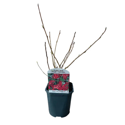 Blutjohannisbeere Ribes sanguineum 'Kind Edward' – Rosa Blüte – Bienenfreundlich – Frühjahrsblüher – Pflegeleicht – Ø17cm – Höhe ca. 45cm