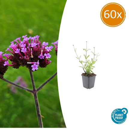 Hohes Eisenkraut Verbena bonariensis 'Lollipop' – ↕10-25cm – Ø9cm – 60 Pflanzen – Lilafarbene Blüten – Kompakt & pflegeleicht – Bienen