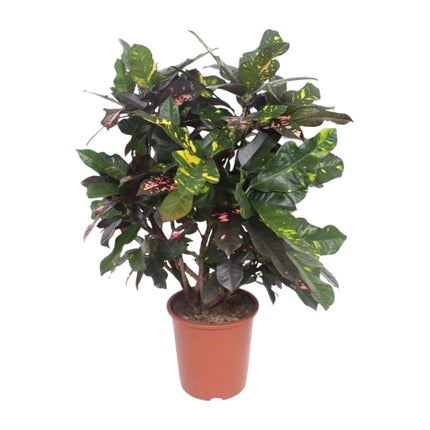 Croton Magnificent – Codiaeum Magnificent – Zimmerpflanze – Ø27cm – ↕110cm – Tropisch Bunt – Luftreinigend & Pflegeleicht