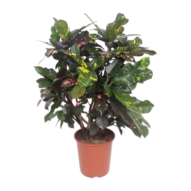 Croton Magnificent – Codiaeum Magnificent – Zimmerpflanze – Ø27cm – ↕110cm – Tropisch Bunt – Luftreinigend & Pflegeleicht