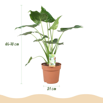 Alocasia Cucullata Buddha – Hand Zimmerpflanze mit weißem Topf Ø21cm Höhe 65-70cm Pflegeleichte exotische Grünpflanze für Wohnzimmer Büro Schlafzimmer