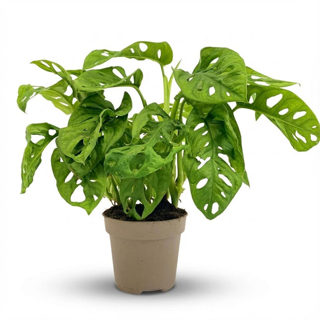 Monstera Adansonii Monkey Mask Ø12cm Höhe25-35cm – Tropische Zimmerpflanze mit gelochten Blättern – Pflegeleichte Kletter
