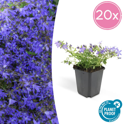 Hängepolster-Glockenblume Campanula poscharskyana 'Stella' – ↕10-25cm – Ø9cm – 20 Pflanzen – Blauer Bodendecker – Winterhart & pflegeleicht